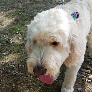 Meet your Posher, Kyra